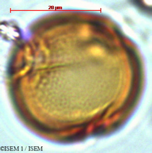 ISEM 1/Talisia_cerasina_29332/Talisia_cerasina_29332_0001(copy)_thumb.jpg